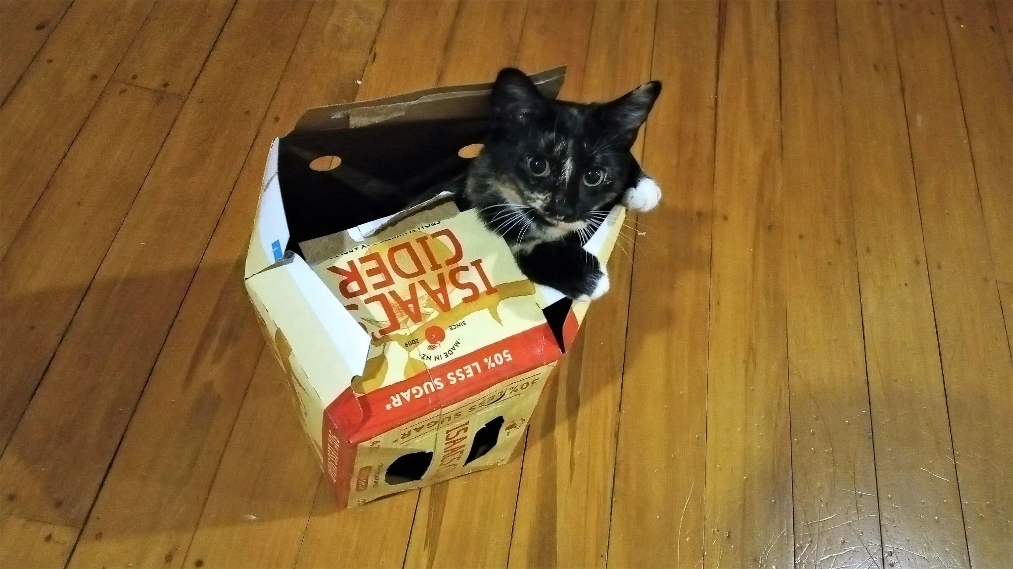 D01 day 7 of lockdown ferne entertains us 1 apr 2020 (2)